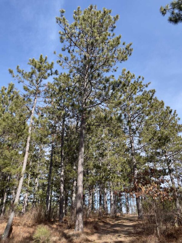 View of a 13 ¼” Red Pine in Peaceful Pines.