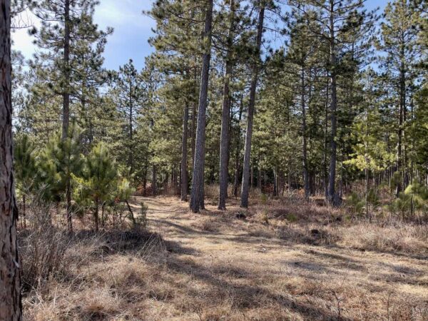 View from a 11 ⅛” Red Pine in Whisper Ridge.