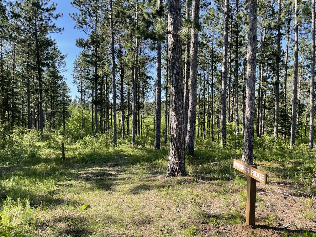 View from a Whisper Ridge Balsam Fir.