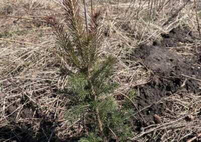 Freshly planted white spruce